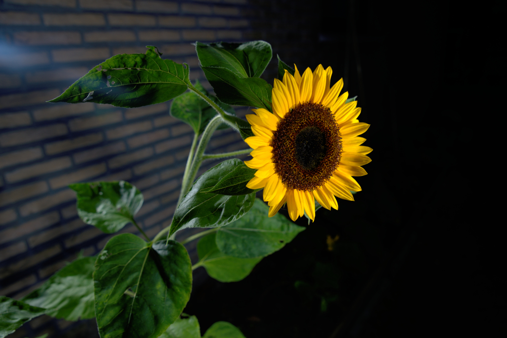 sun·flow·er noun \-ˌflau̇(-ə)r\ : a tall plant that has very large yellow flowers and that produces seeds which can be eaten 