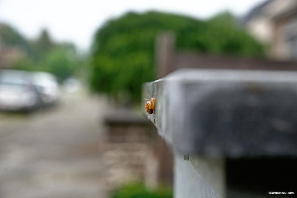 1snail noun \ˈsnāl\ : a small animal that lives in a shell that it carries on its back, that moves very slowly, and that can live in water or on land 1 :  a gastropod mollusk especially when having an external enclosing spiral shell 
