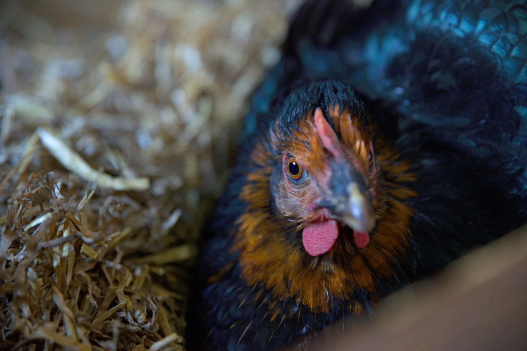 chicken noun /ˈtʃikin/ › a young bird, especially a young hen poulet(te)
