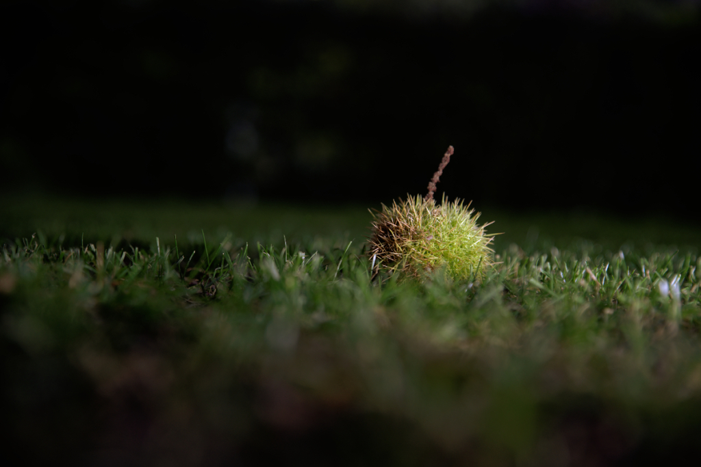 chestnut /ˈtʃesnat/ › a reddish-brown nut (one type being edible). chãtaigne
