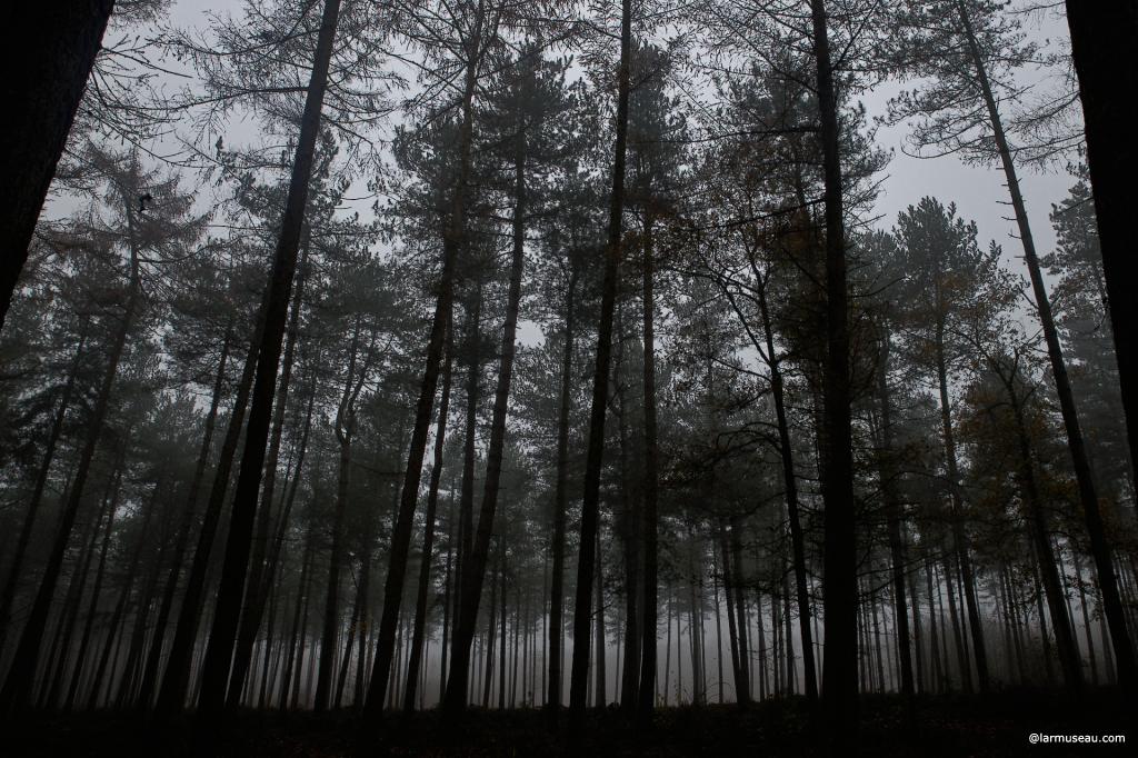 for·est noun, often attributive \ˈfȯr-əst, ˈfär-\ : a thick growth of trees and bushes that covers a large area 1 :  a dense growth of trees and underbrush covering a large tract 