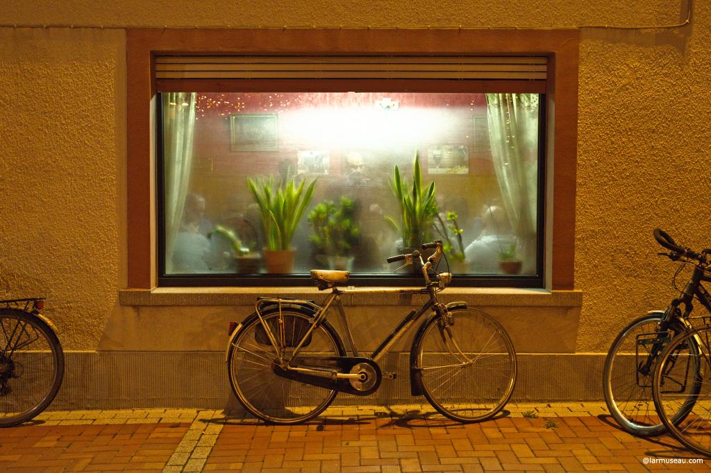 san·se·vie·ria noun \ˌsan(t)-sə-ˈvir-ē-ə\ :  any of a genus (Sansevieria) of tropical perennial herbs of the agave family with showy mottled sword-shaped leaves usually yielding a strong fiber 