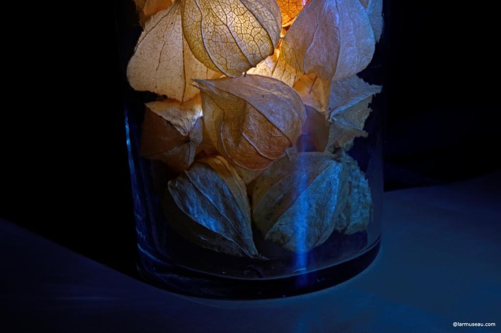 Chinese lantern noun :  a collapsible translucent covering for a light 