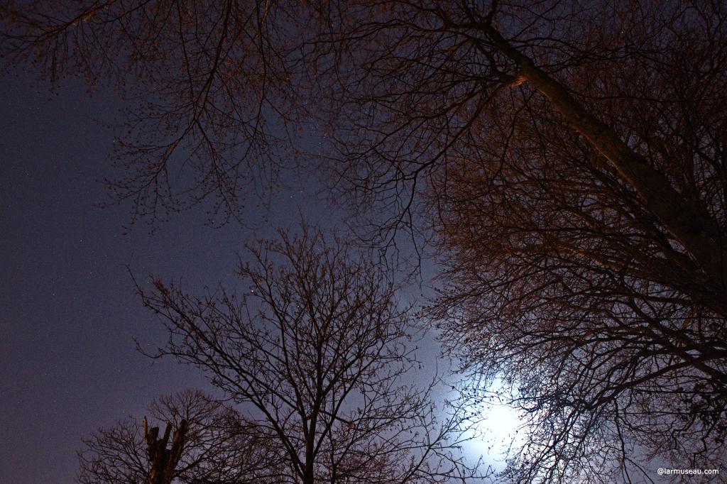 branch noun, often attributive \ˈbranch\ : a part of a tree that grows out from the trunk 