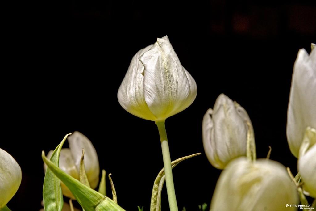 tu·lip noun \ˈtü-ləp, ˈtyü-\ : a large, bright flower that is shaped like a cup and that grows in the spring 