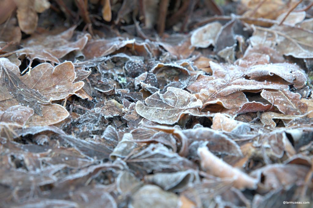 frost \ˈfrȯst\ : a thin layer of ice that forms on the ground, on grass, etc., when the air becomes cold
