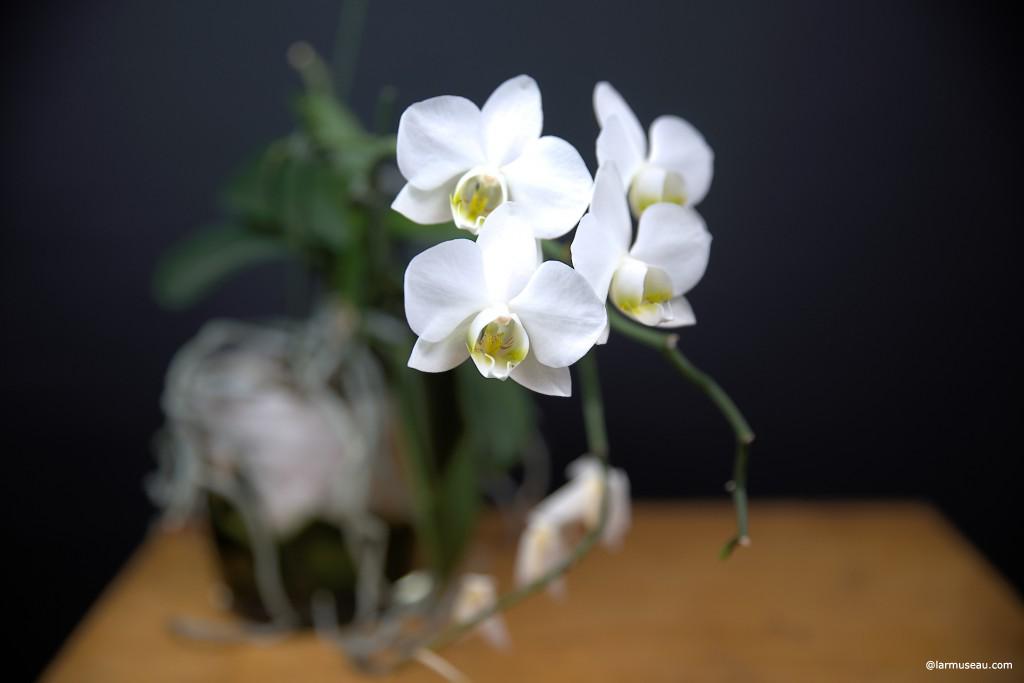 : a plant with flowers that are brightly colored and that have unusual shapes : a light purple color 