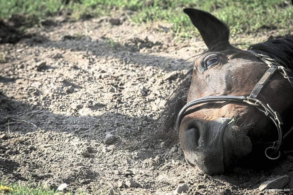 dead horse noun Definition of DEAD HORSE :  an exhausted or profitless topic or issue —usually used in the phrases beat a dead horse and flog a dead horse 