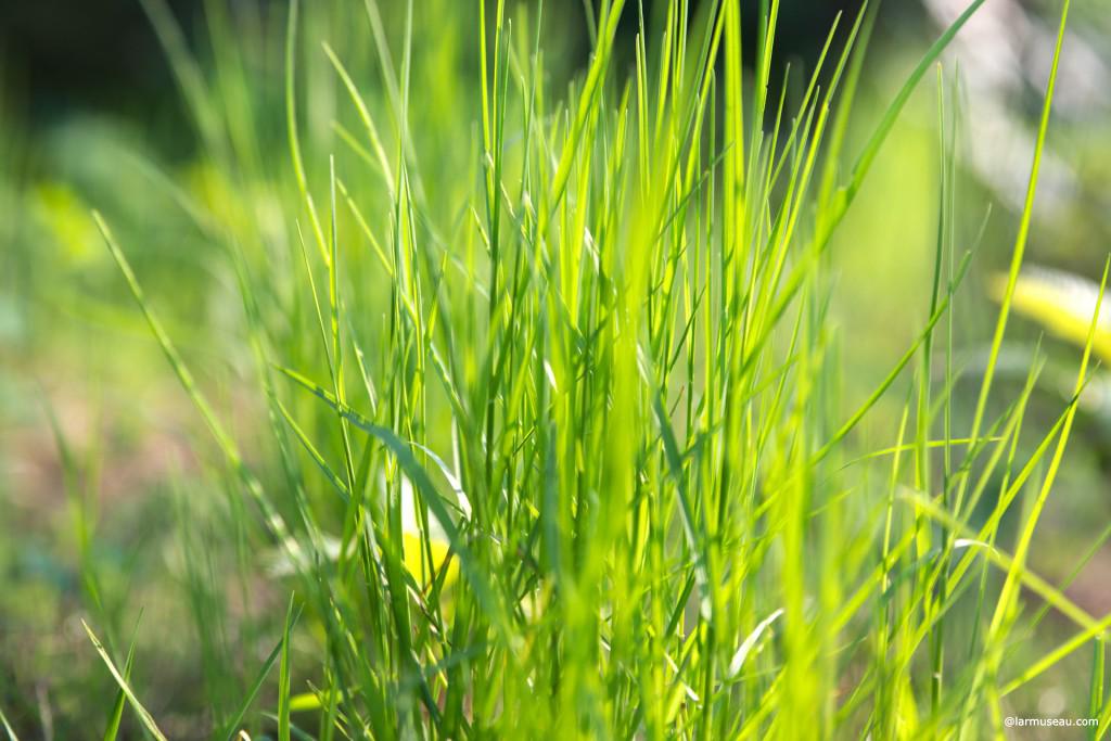 green fingers noun plural : an unusual ability to make plants grow 
