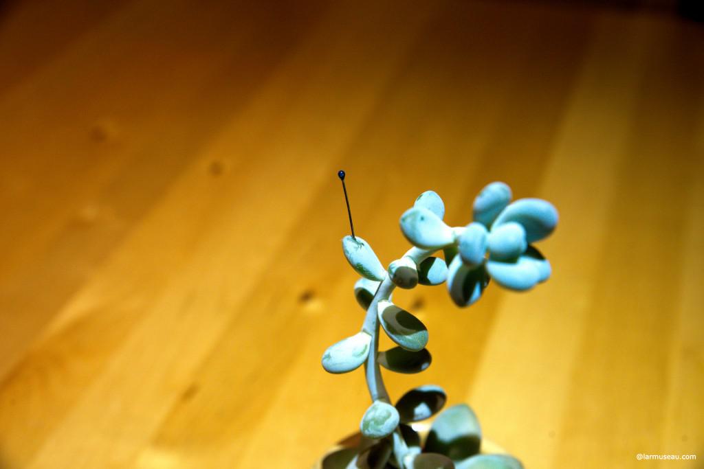 "Prickly Past" / "Cactus's Flower Murder Case" "Saboten no Hana Satsujin Jiken" (サボテンの花殺人事件) 