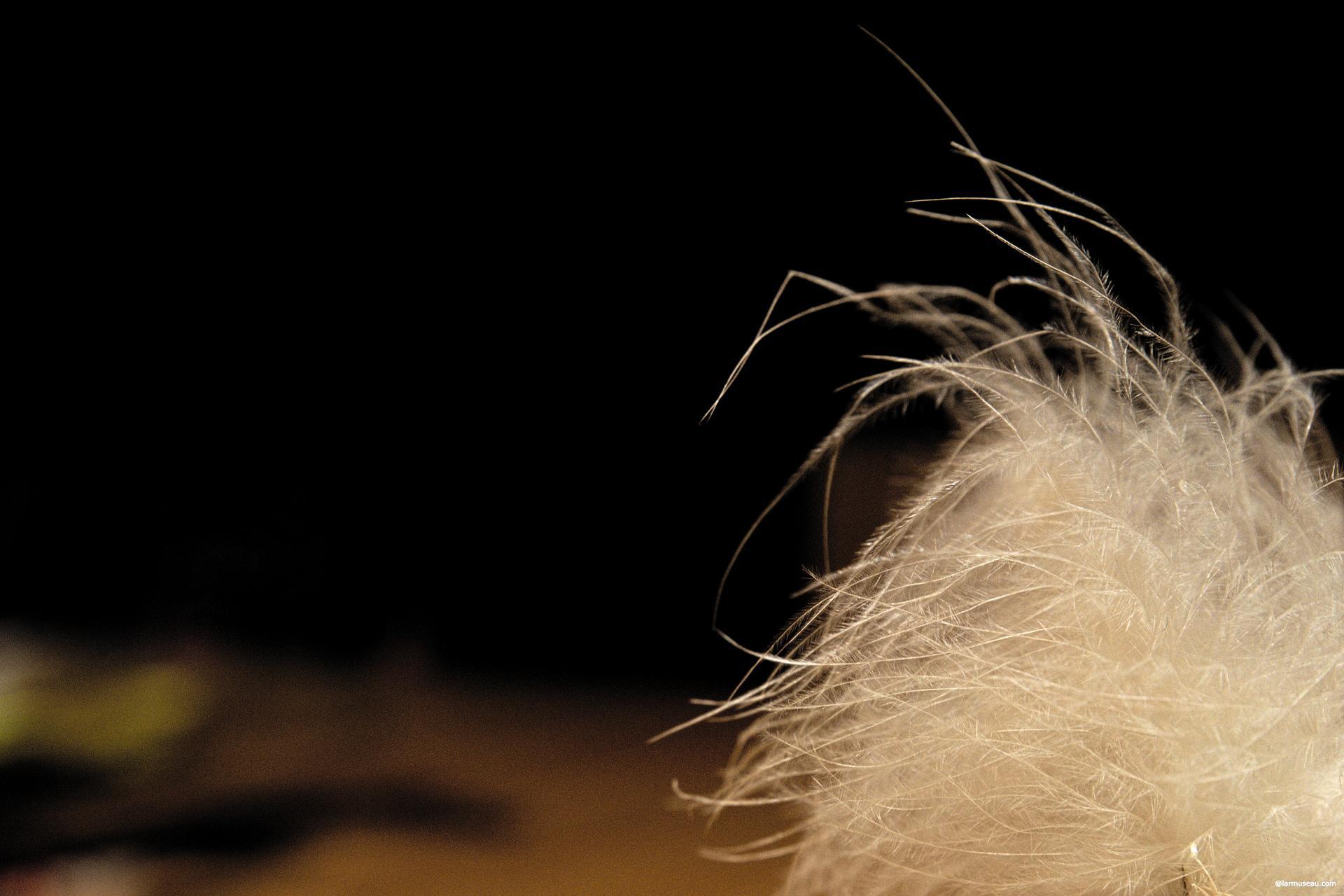 feath·er (fĕth′ər) n. 1. One of the light, flat growths forming the plumage of birds, consisting of numerous slender, closely arranged parallel barbs forming a vane on either side of a horny, tapering, partly hollow shaft. 2. A feathery tuft or fringe of hair, as on the legs or tail of some dogs. 3. Character, kind, or nature: Birds of a feather flock together.