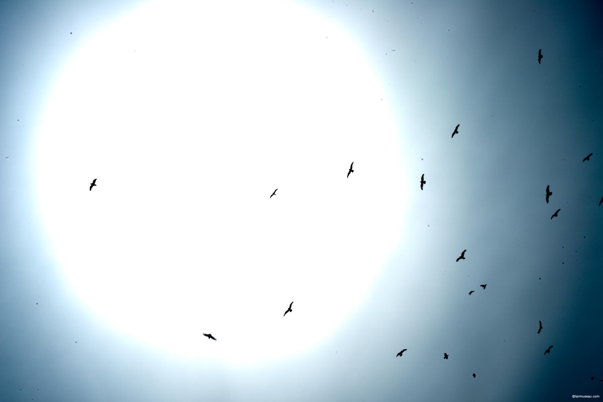Ic·a·rus (ĭk′ər-əs) n. 1. Greek Mythology The son of Daedalus who, in escaping from Crete on artificial wings made for him by his father, flew so close to the sun that the wax with which his wings were fastened melted, and he fell into the Aegean Sea. 2. An asteroid with an eccentric orbit approaching within 30 million kilometers (19 million miles) of the sun.