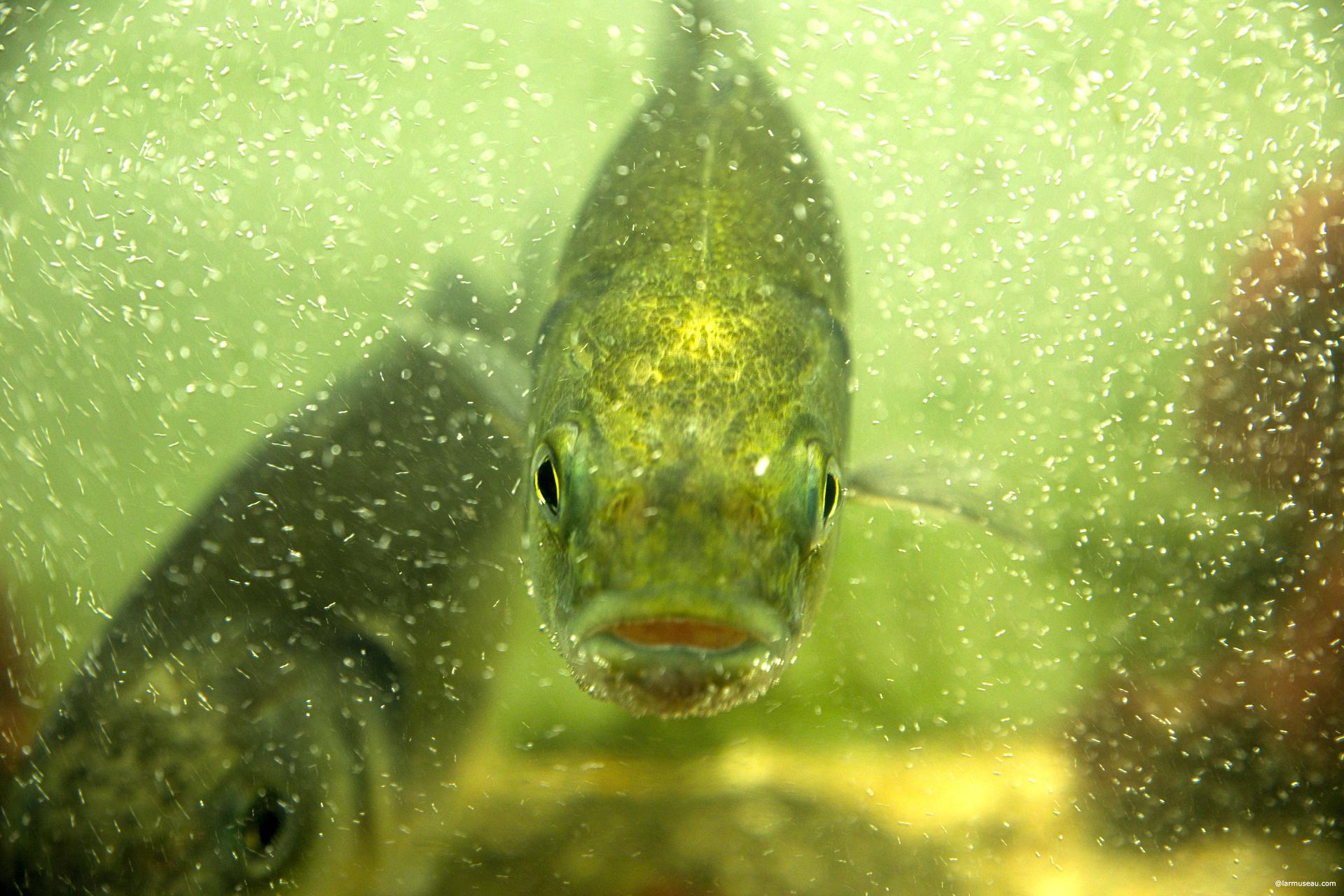 fish (fĭsh) n. pl. fish or fish·es 1. Any of numerous cold-blooded aquatic vertebrates characteristically having fins, gills, and a streamlined body and including the bony fishes, such as catfishes and tunas, and the cartilaginous fishes, such as sharks and rays. 2. Any of various jawless aquatic craniates, including the lampreys and hagfishes.