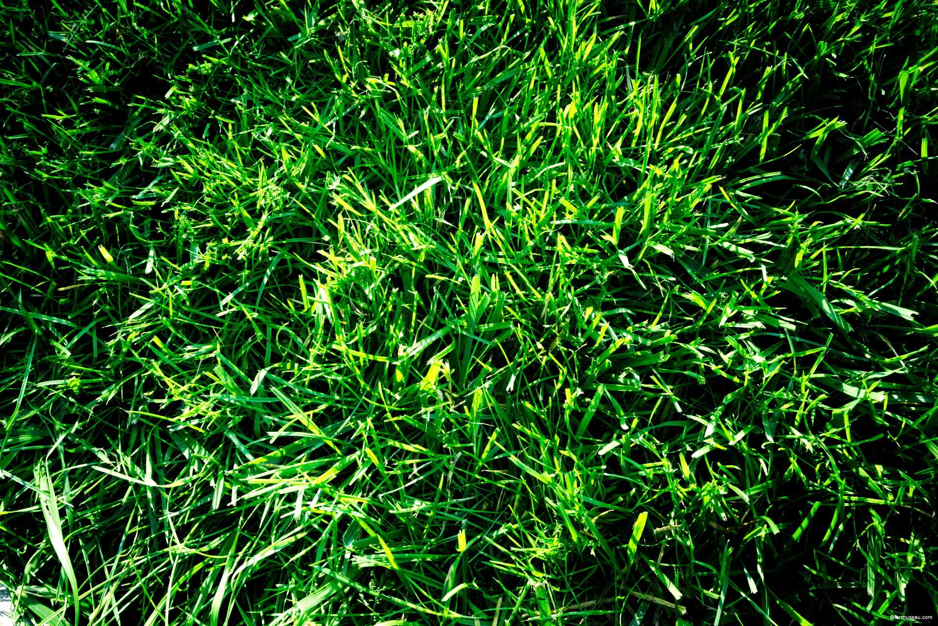 grass (grăs) n. 1. a. A member of the grass family. b. The members of the grass family considered as a group. 2. Any of various plants having slender leaves similar to those of a grass. 3. An expanse of ground, such as a lawn, covered with grass or similar plants.