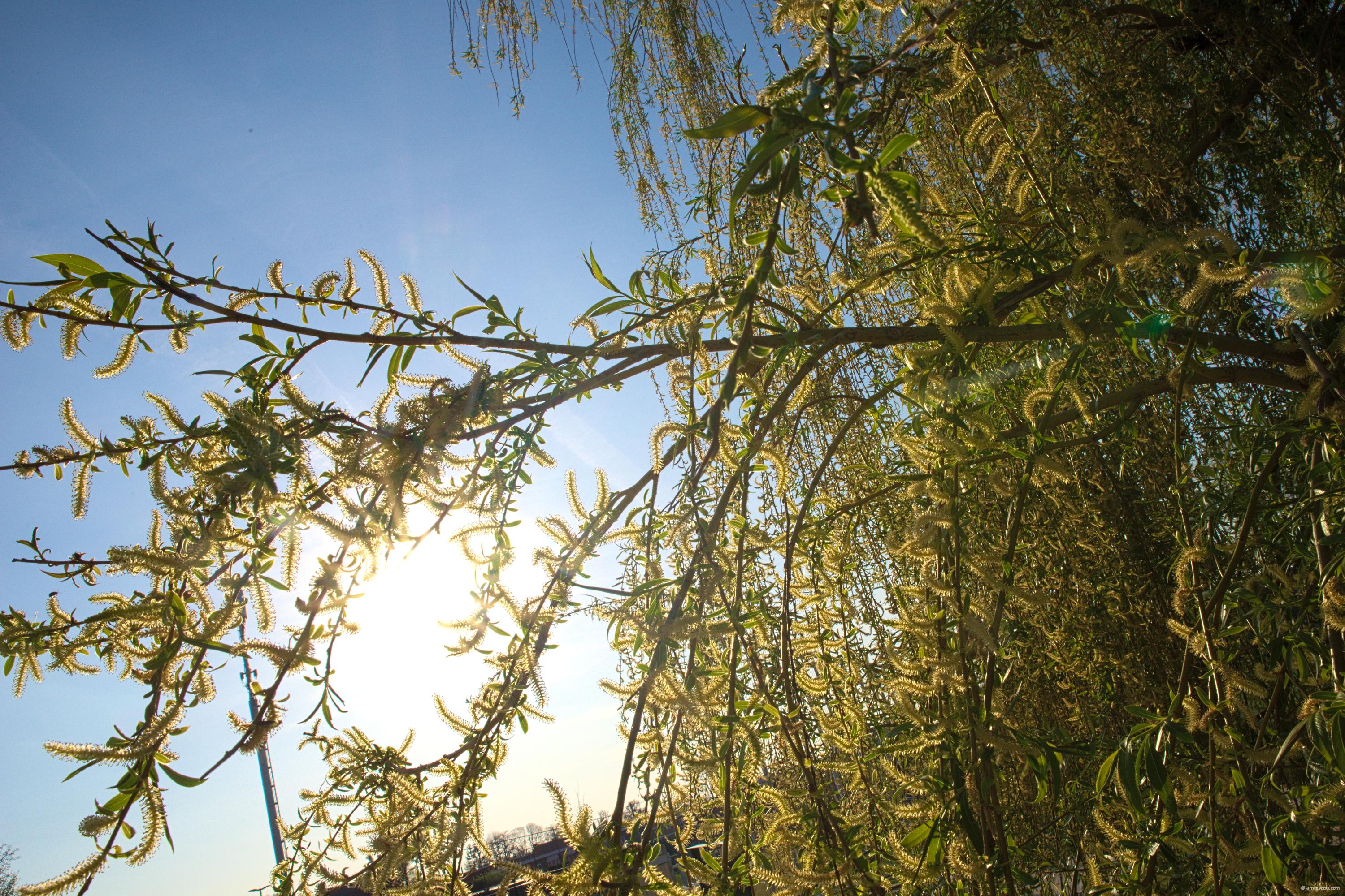 A Photo a day (24 of 365) 2020 – Larmuseau.com